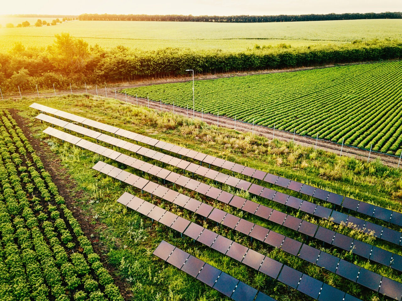 Solar Panels with Field of Crops